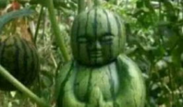 广西吃瓜爆料事件真相